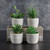 Succulent in Pot - Set of 4