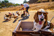 BOSLEY'S BASSET HOUND DREAMS