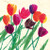 Card - Inky Tulips by Jenny Frean