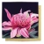 Greeting Card - Waratah Bloom