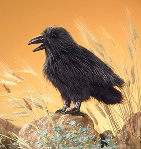 folkmanis raven puppet with black feathers and movable wings