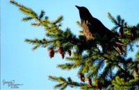 Something to "Crow" about. 