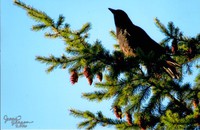 Something to "Crow" about. 