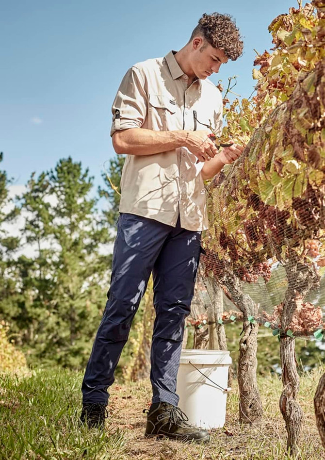 A man in a beige long sleeve outdoor shirt and navy pants is tending to grapevines in a vineyard.