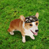 A corgi wearing a camouflage baseball hat sits on green grass. The hat has a logo.