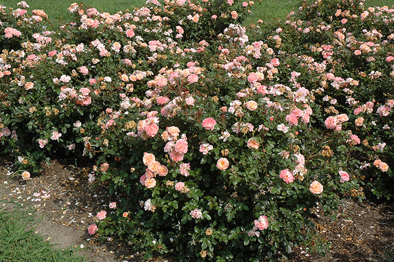 Apricot Drift Groundcover Rose