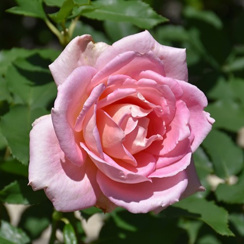 tiffany hybrid tea rose bush