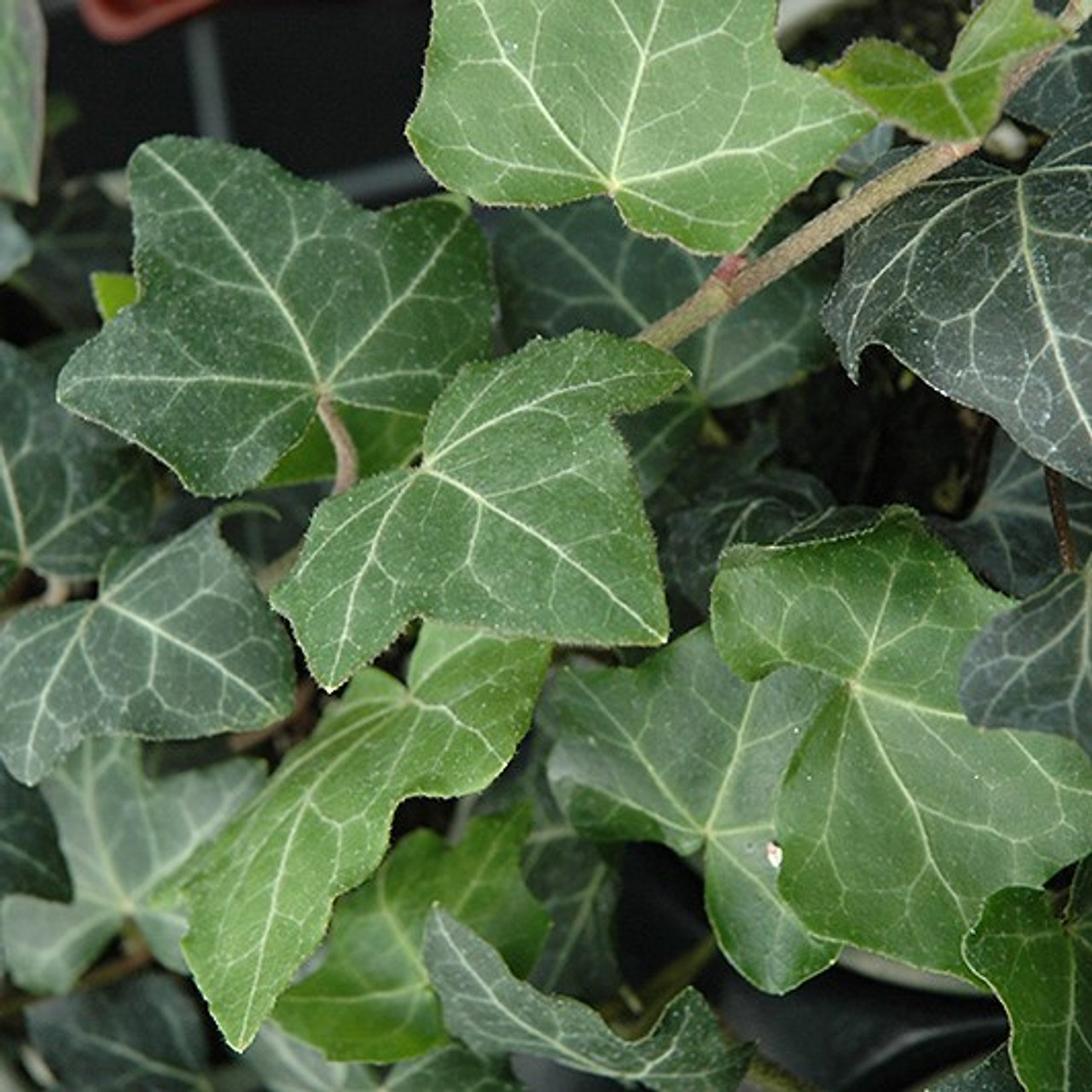 Плющ разновидности. Плющ колхидский Hedera colchica. Плющ Hedera Helix. Плющ обыкновенный (Hedera Helix).