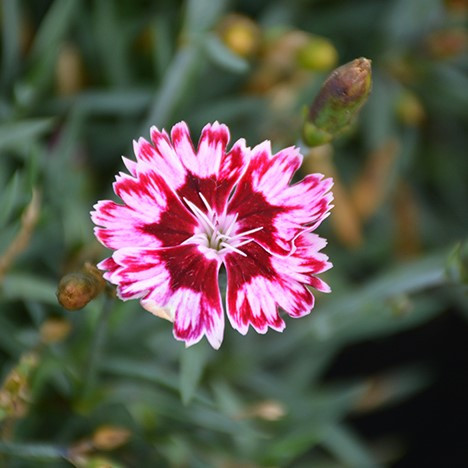 Superstar Star Pinks