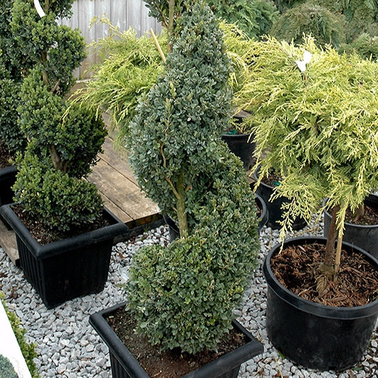bushdebrunt SIDE KICK オリーブ Green Mountain Boxwood Spiral Topiary Clipped