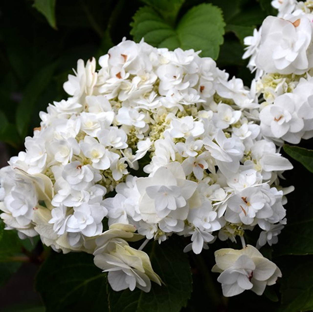 Wedding Gown Hydrangea - Buy Hydrangeas| Spring Hill Nursery