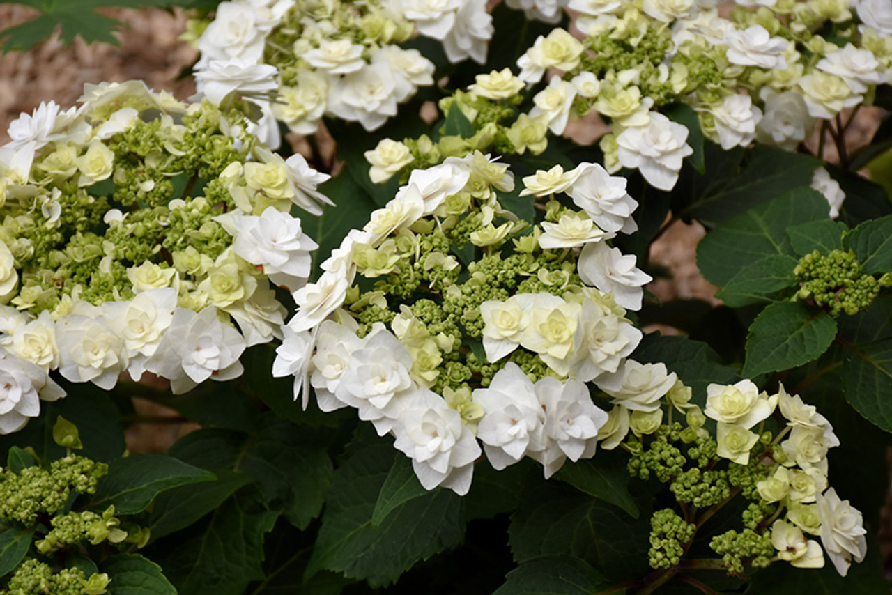 Hydrangea - Wedding Gown