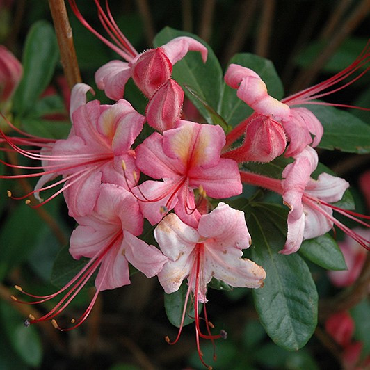 Pink And Sweet Azalea