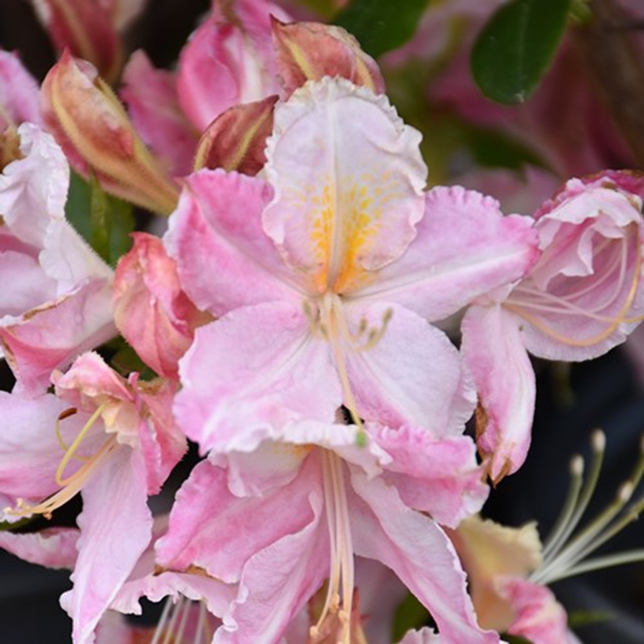 Image of Rhododendron Tri-Lights deciduous azalea in full bloom