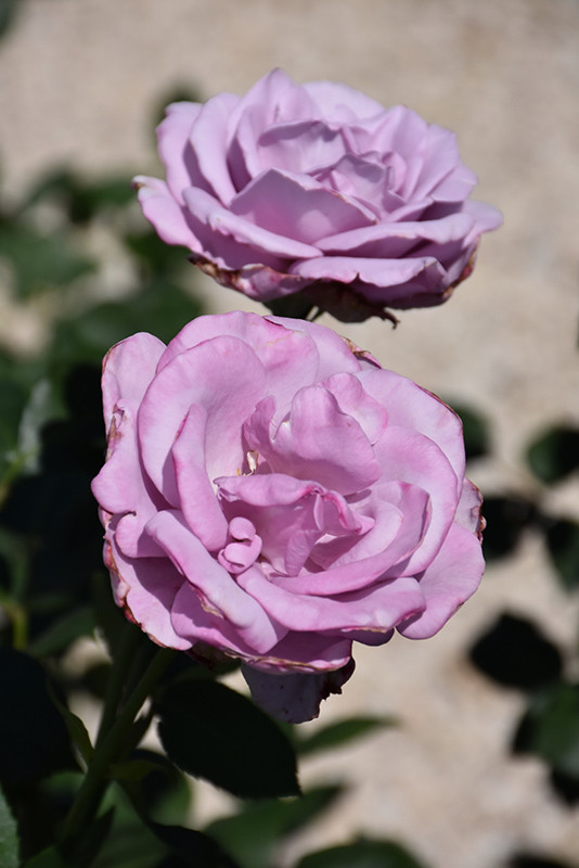 Blue Girl Hybrid Tea Rose