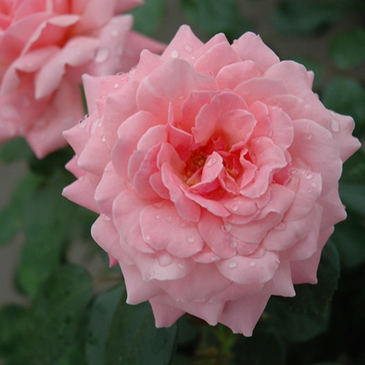 Sexy Rexy Floribunda Rose