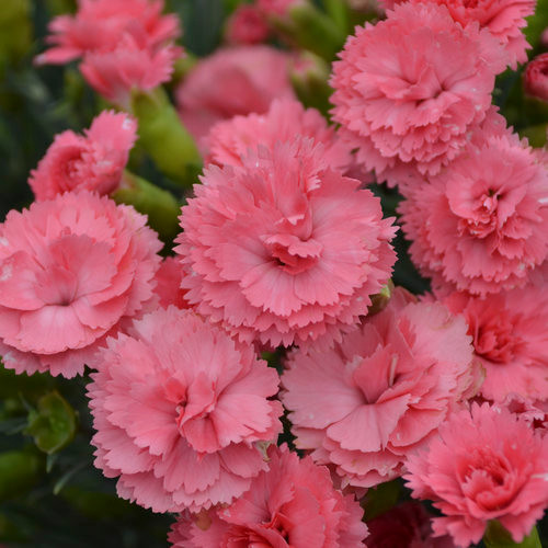 Dianthus, Border Pinks - Classic Coral