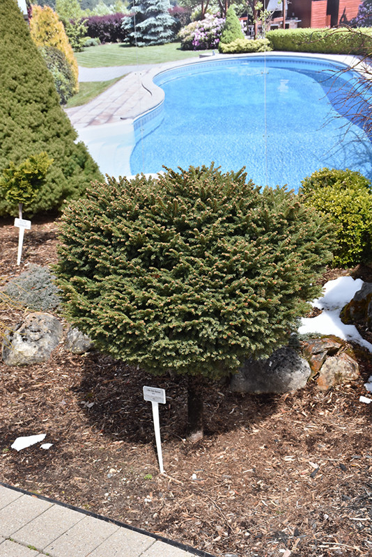 Little Gem Spruce Std Tree
