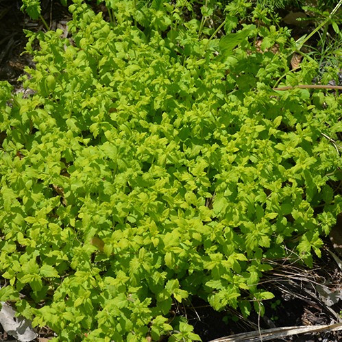 Aztec Gold Creeping Speedwell