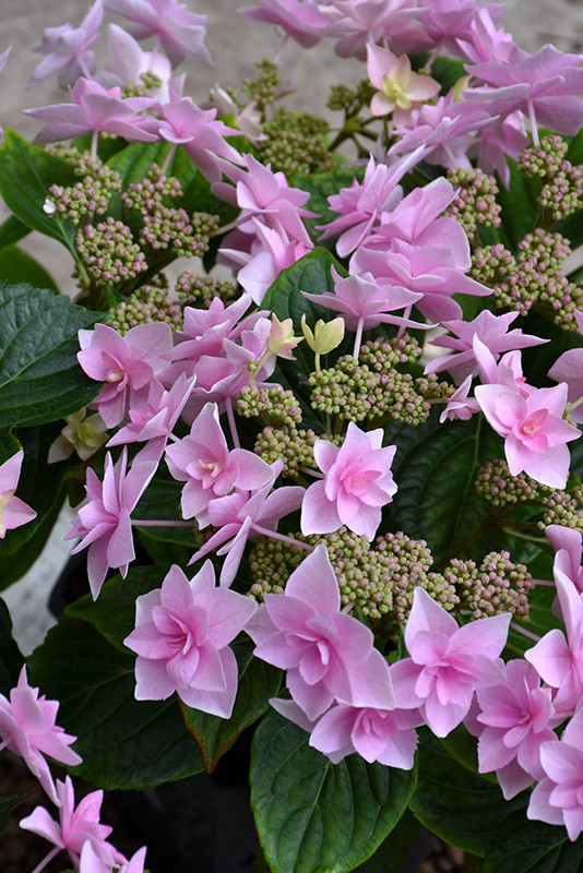 Double Delights Star Gazer Hydrangea