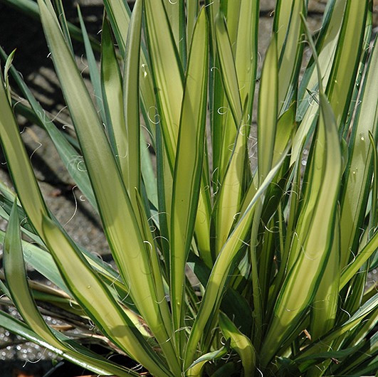 Garland Gold Yucca