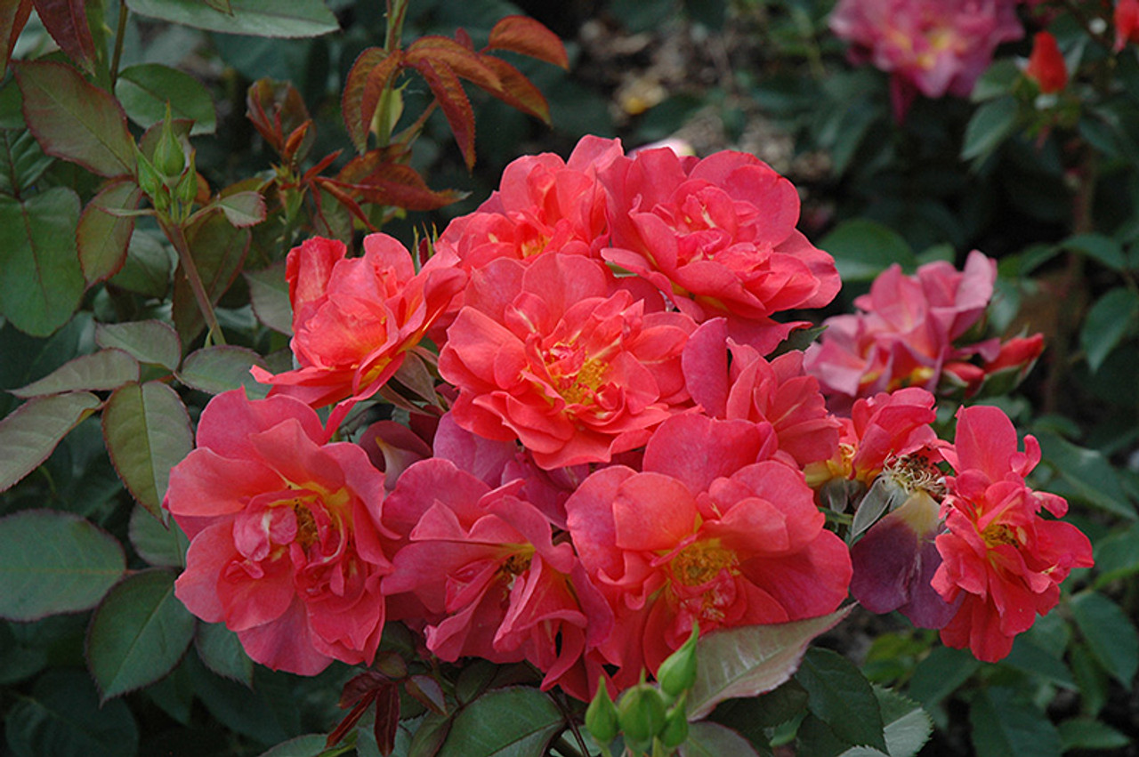 Cinco de Mayo Floribunda Rose