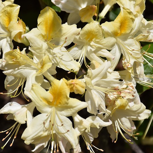 Northern Hi-Lights Azalea