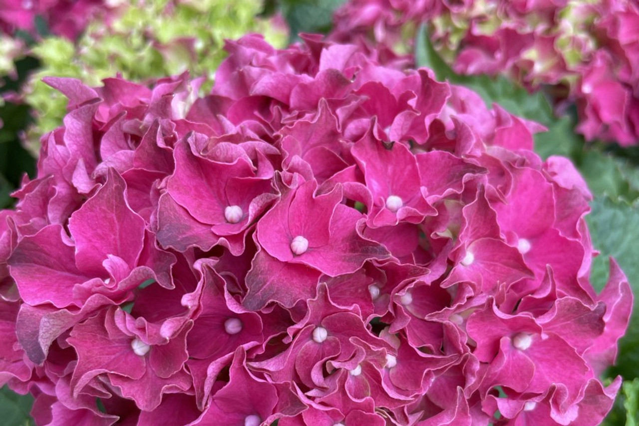 Image of Frill Ride hydrangea image 4