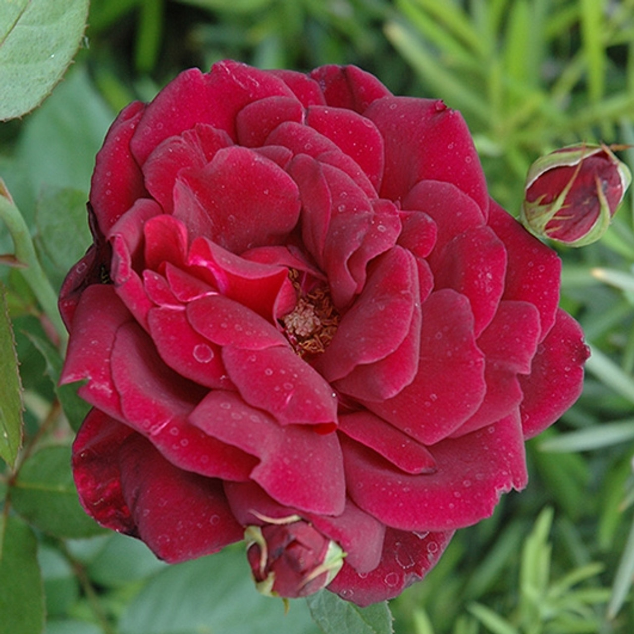 Oklahoma Hybrid Tea Rose