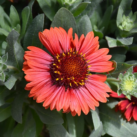 Spintop Red Blanket Flower