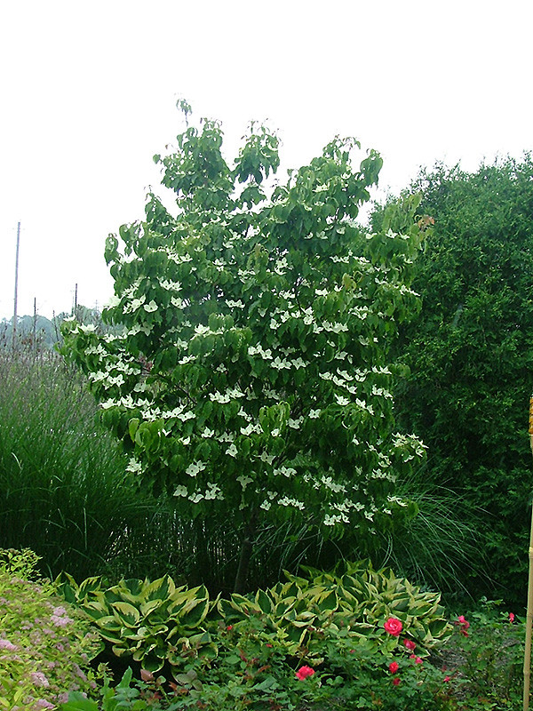Galilean Flowering Dogwood Tree