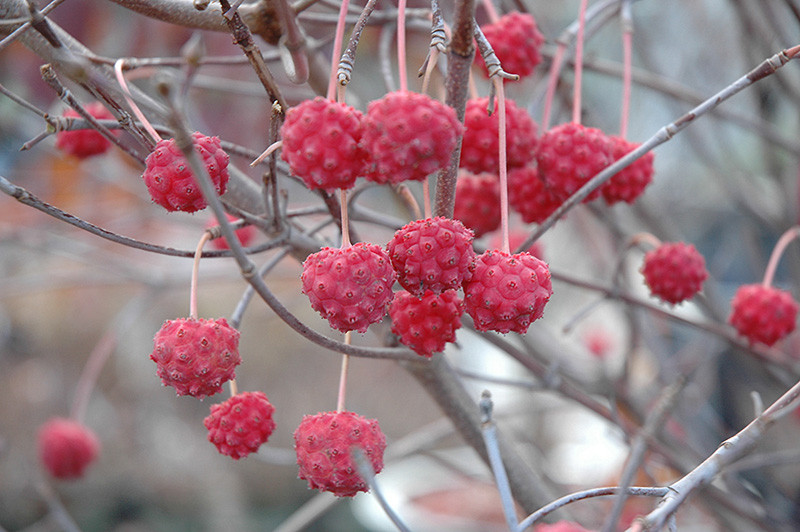 Mountain Ash Tree Berries Poisonous Dogs Berries Poisonous To Dogs