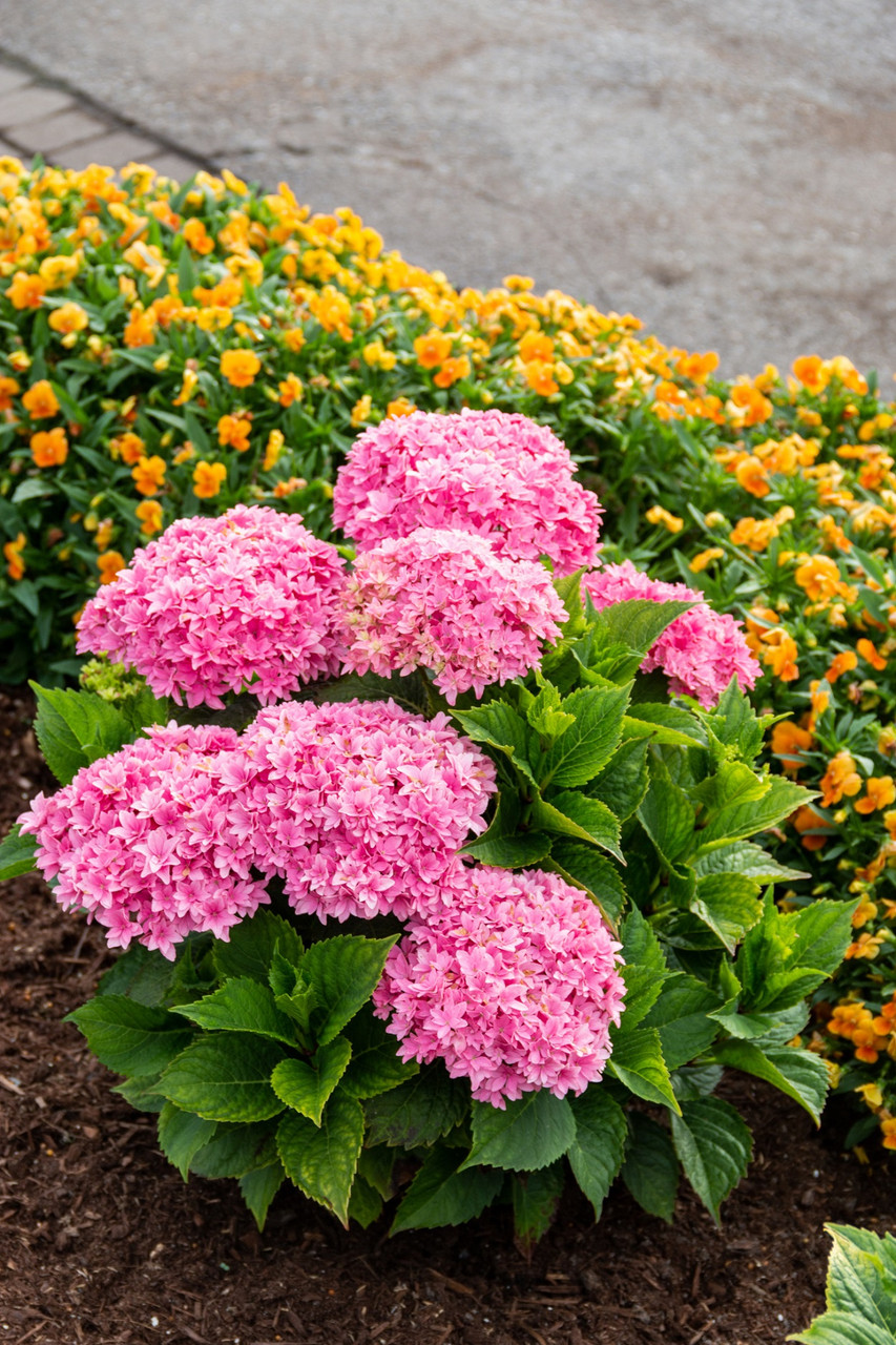 Image of Starfield hydrangea in a garden setting