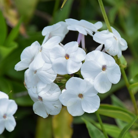 Opening Act White Garden Phlox