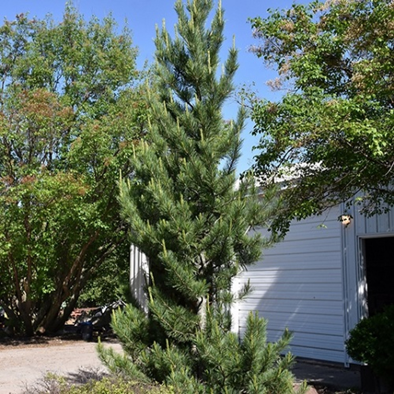 Prairie Statesman Swiss Stone Pine
