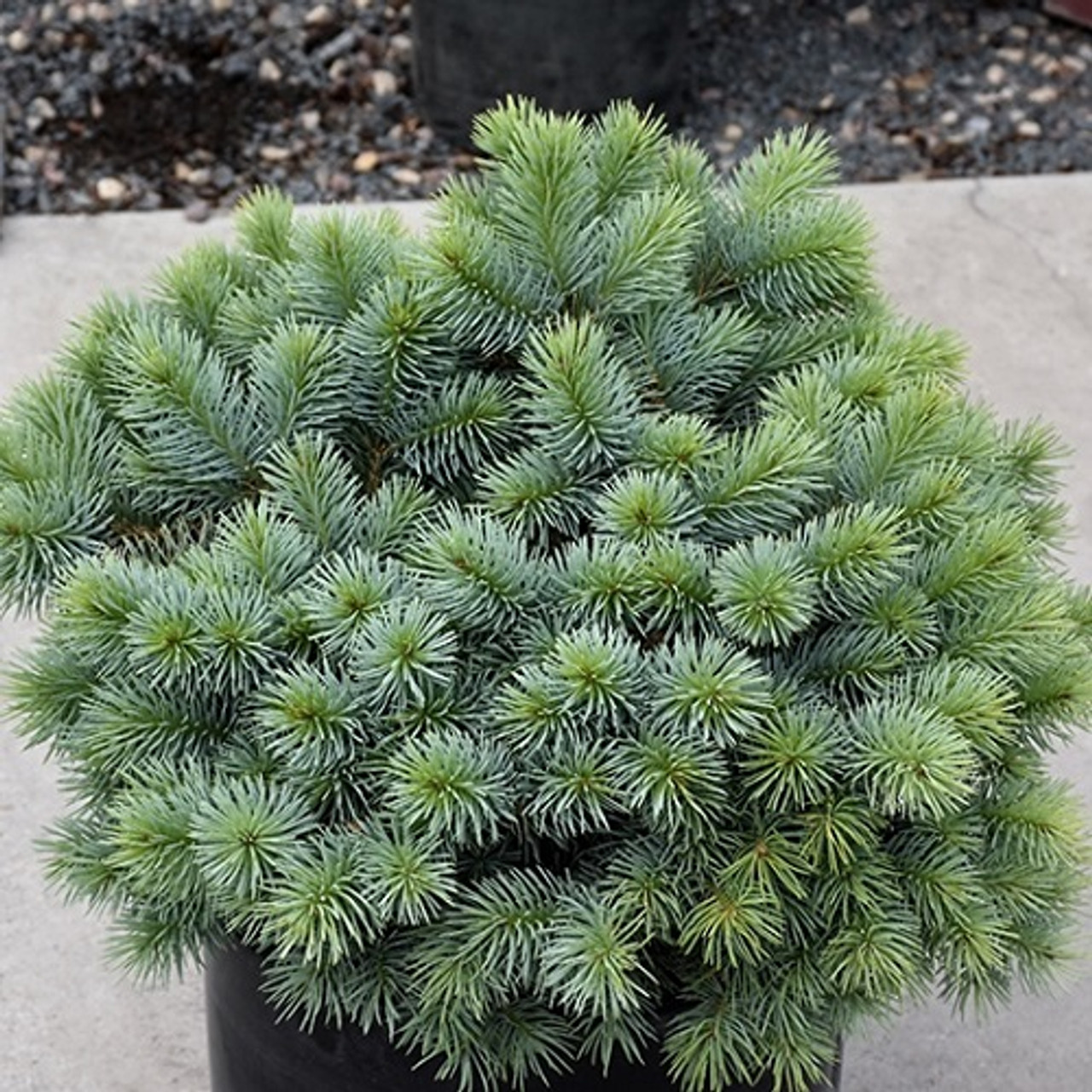 Slenderina Weeping Blue Spruce