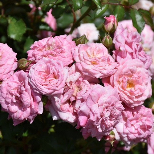 Sweet Drift Std Tree Rose
