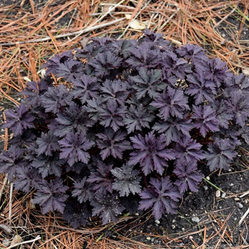 Boom Chocolatta Cranesbill