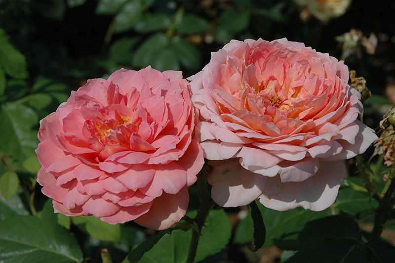 Carding Mill David Austin Rose