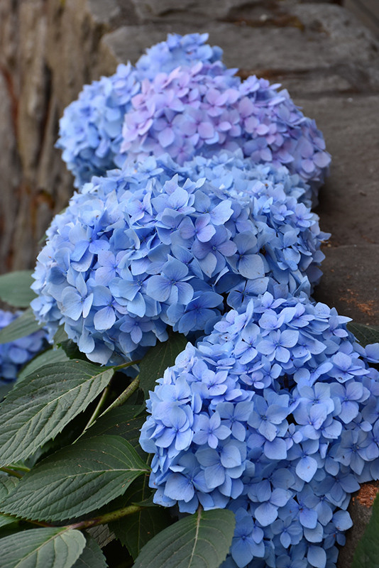 Blue Enchantress Hydrangea