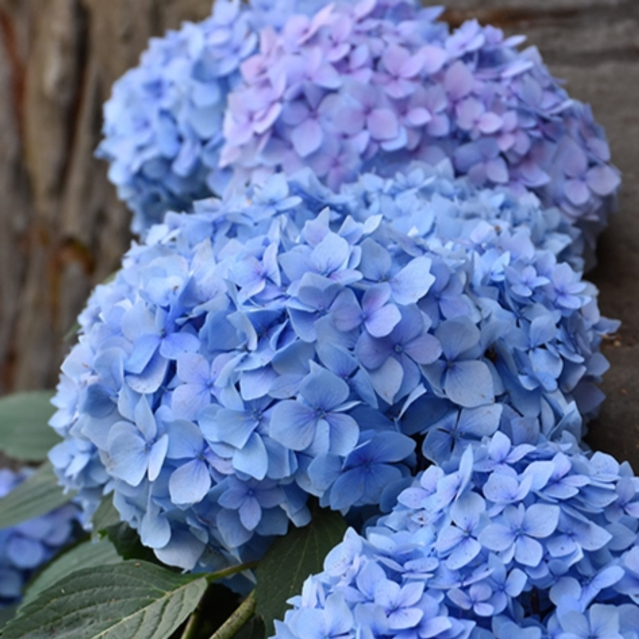 Image of Close-up of Blue Enchantress Hydrangea Flowers