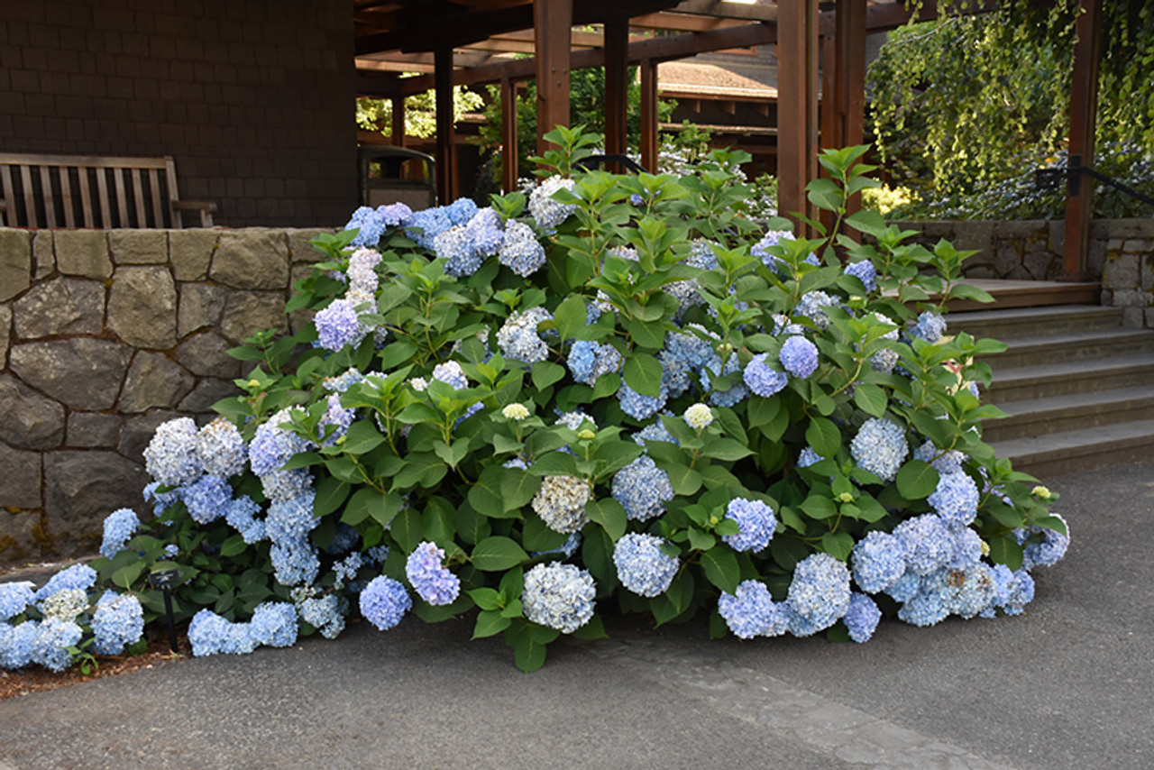 Image of Blue Enchantress Hydrangea Nursery Plant