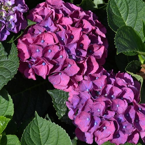 Seaside Serenade Newport Hydrangea