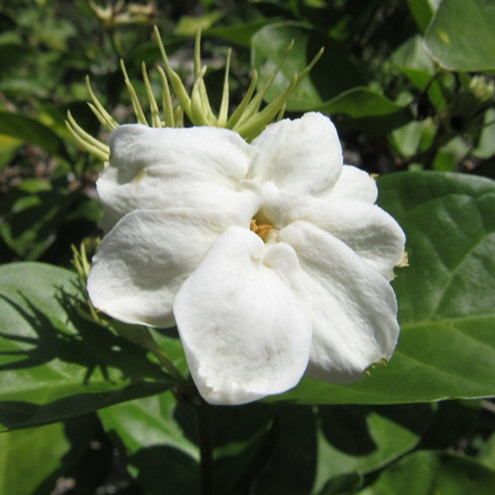 Arabian Jasmine