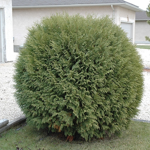 Woodwardii Cedar