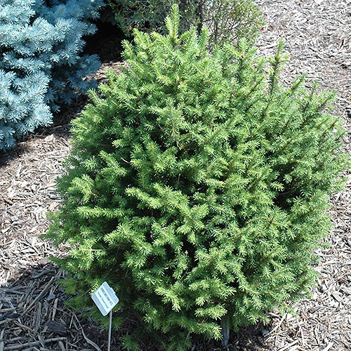 Compact Norwegian Home Expansions Reference: Sherwood Compact Norway Spruce