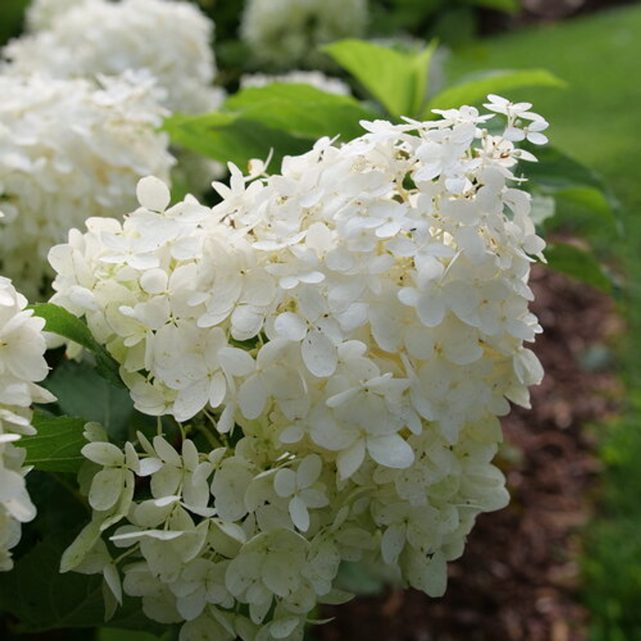 Image of Pufferfish hydrangea flower close-up