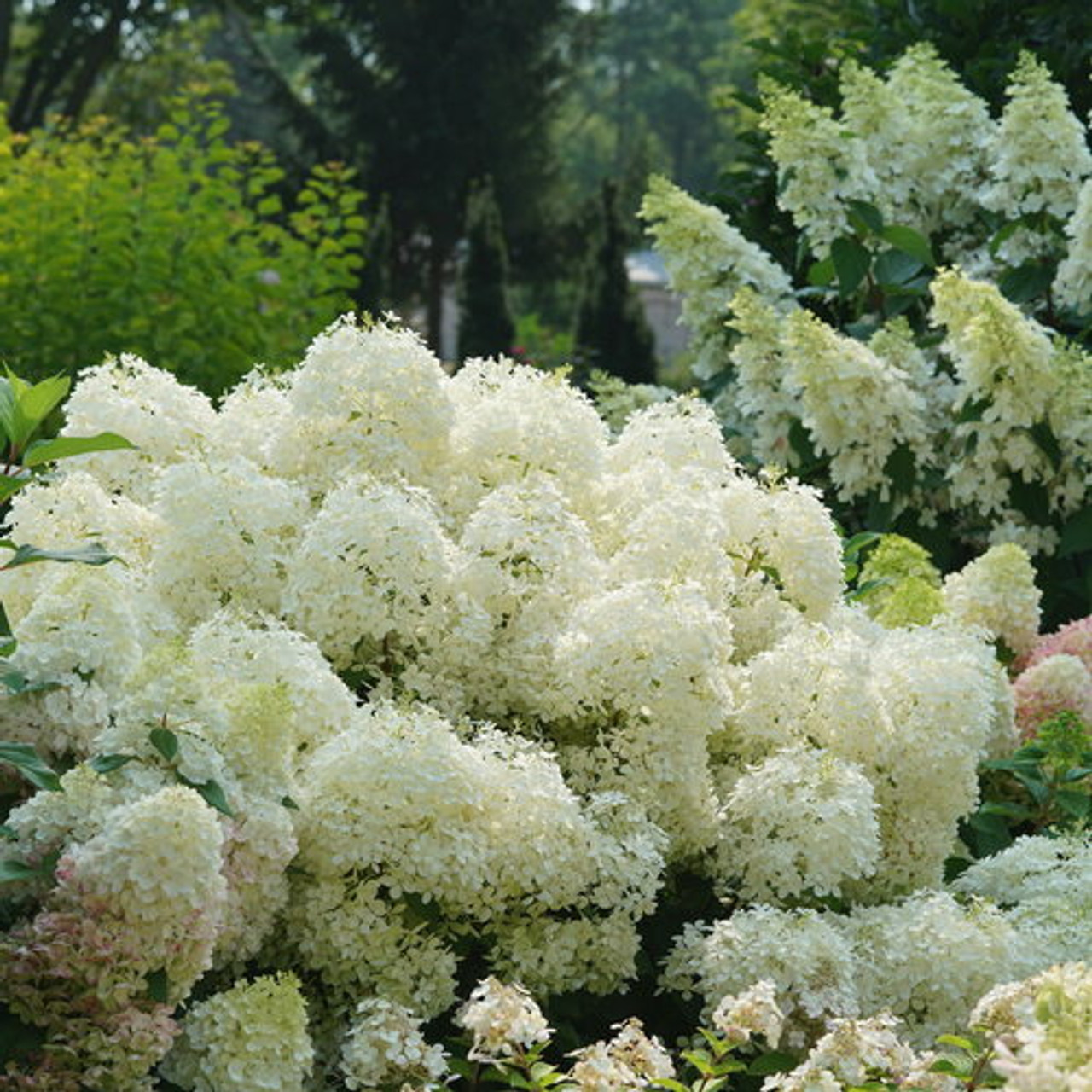 Image of Puffer fish hydrangea in a garden setting