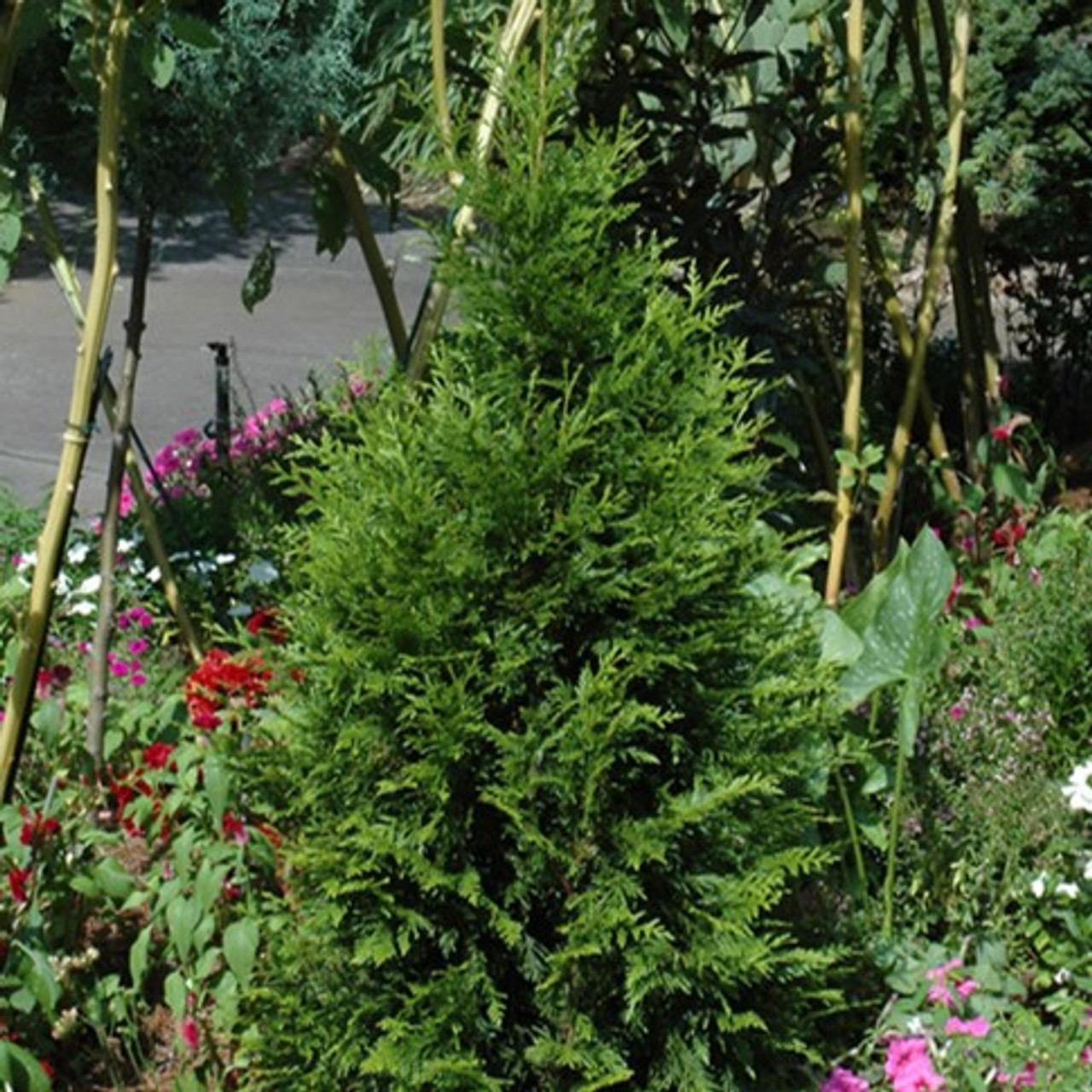 Emerald Cedar 'Emerald Green' (Thuja occidentalis) - MyGardenLife