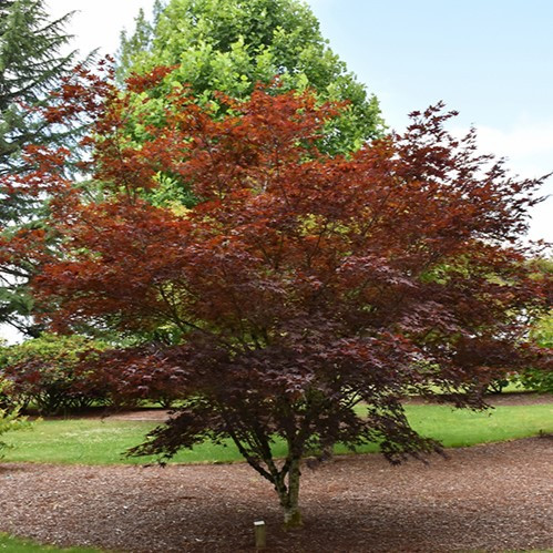 Crimson Prince Japanese Maple